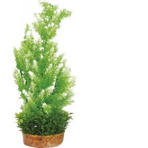 HAQUOSS PHYTOS 6 - 9x9x38h cm